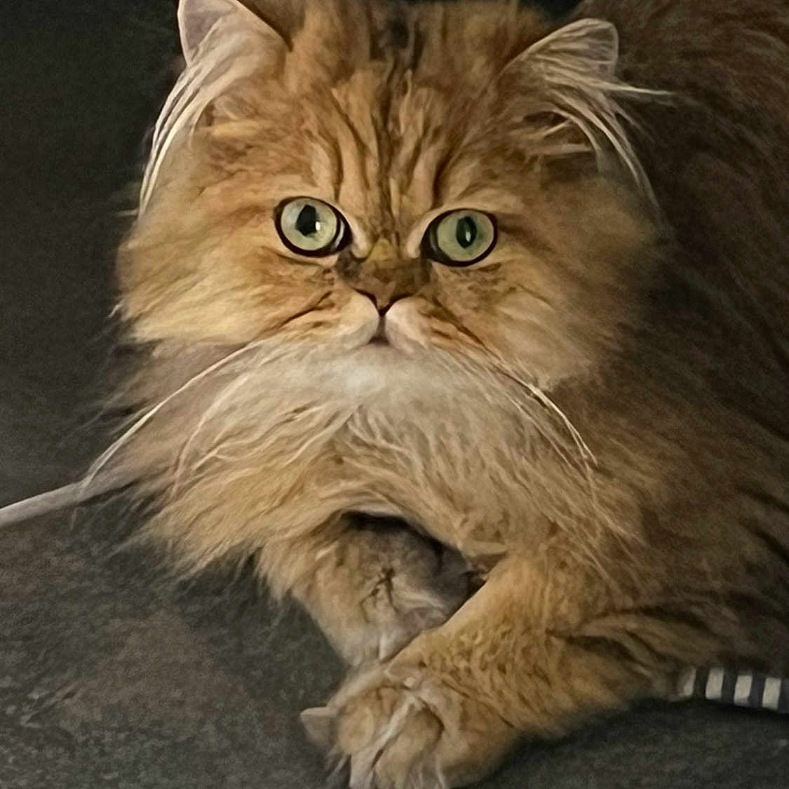 Tim participe au concours pour gagner de l'argent avec cette photo : cat, tabby, fluffy, long_hair, golden_fur, green_eyes, whiskers, ears, paws, pet, animal, portrait, close_up, indoor, sofa, seated, resting, cute, alert, domestic