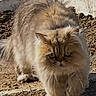 Tim participe au concours pour gagner de l'argent avec cette photo : cat, fluffy_cat, long_hair, fur, pet, animal, portrait, outdoor, garden, gravel, wall, standing, walking, looking_at_camera, green_eyes, whiskers, ears, cream_fur, persian_cat, phone_screenshot