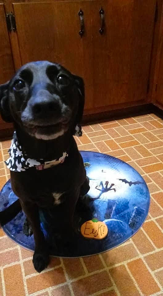 Ellie is registered to the contest to win money with this photo: borador, canidae, carnivore, circle, collar, companion_dog, dog, dog_breed, dog_collar, electric_blue, floor, flooring, fur, guard_dog, hardwood, pet_supply, snout, sporting_group, whiskers, working_animal