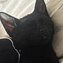 Mila joined the competition — help win amazing prizes! adorable, animal_face, black_cat, close_up, companion, cozy, cute, domestic_animal, ears, feline, fur, indoor, nap, peaceful, pet, relaxation, resting, sleeping, soft_texture, whiskers