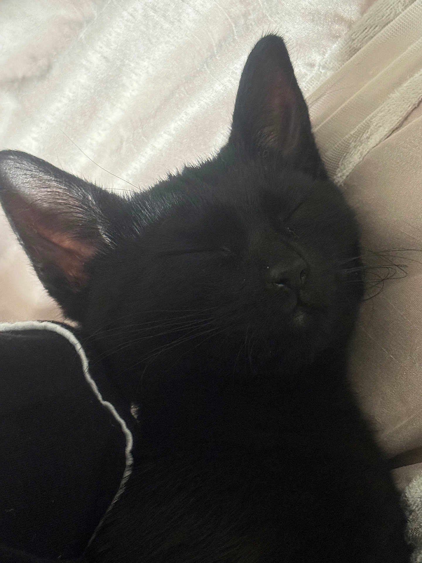 Mila