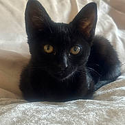 Mila joined the competition — help win amazing prizes! animal, bed, black_cat, blanket, cat, closeup, curious, cute, ears, eyes, feline, fur, indoor, kitten, pet, resting, soft, texture, whiskers, young