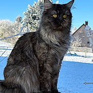 Vanille participe au concours pour gagner de l'argent avec cette photo : animal, blue_sky, calm, cat, cold, fluffy, frosted_trees, frozen, fur, majestic, nature, outdoor, pet, serene, sitting, snow, whiskers, winter, wooden_surface, yellow_eyes