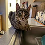 cat, kitten, tabby_cat, tabby, pet, sink, kitchen, countertop, counter, whiskers, big_eyes, ears, cute, curious, indoor, portrait, close_up, bowl, dish, household_item