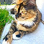 Maya participe au concours pour gagner de l'argent avec cette photo : cat, tortoiseshell, fur, whiskers, ears, paws, golden_eyes, grass, concrete, outdoor, fence, relaxed, pet, animal, closeup, portrait, sunlight, nature, resting, cute
