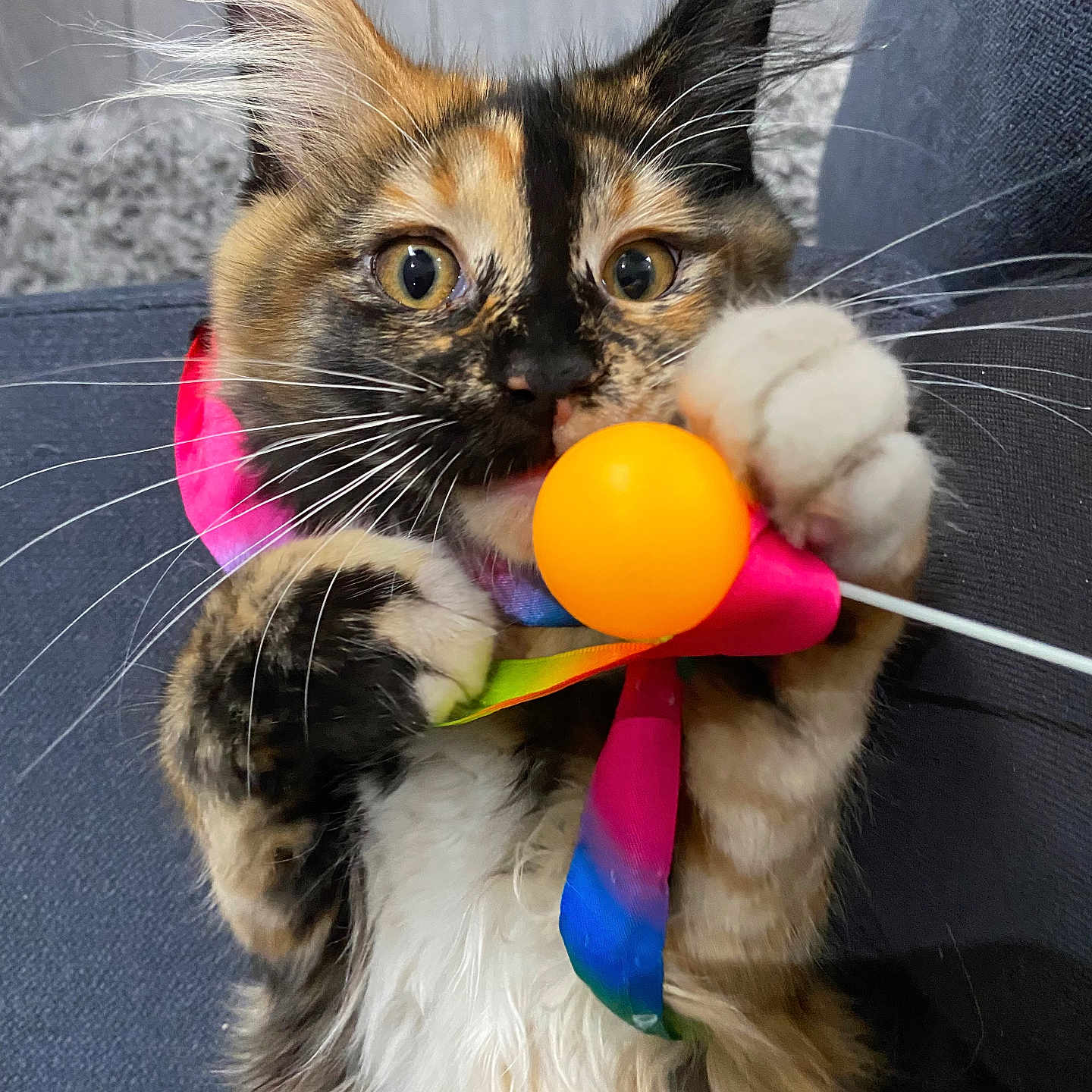 Maya participe au concours pour gagner de l'argent avec cette photo : animal, cat, closeup, colorful, couch, curious, cute, expression, fluffy, fur, indoor, kitten, orange_ball, paw, pet, playful, ribbon, tortoiseshell, toy, whiskers