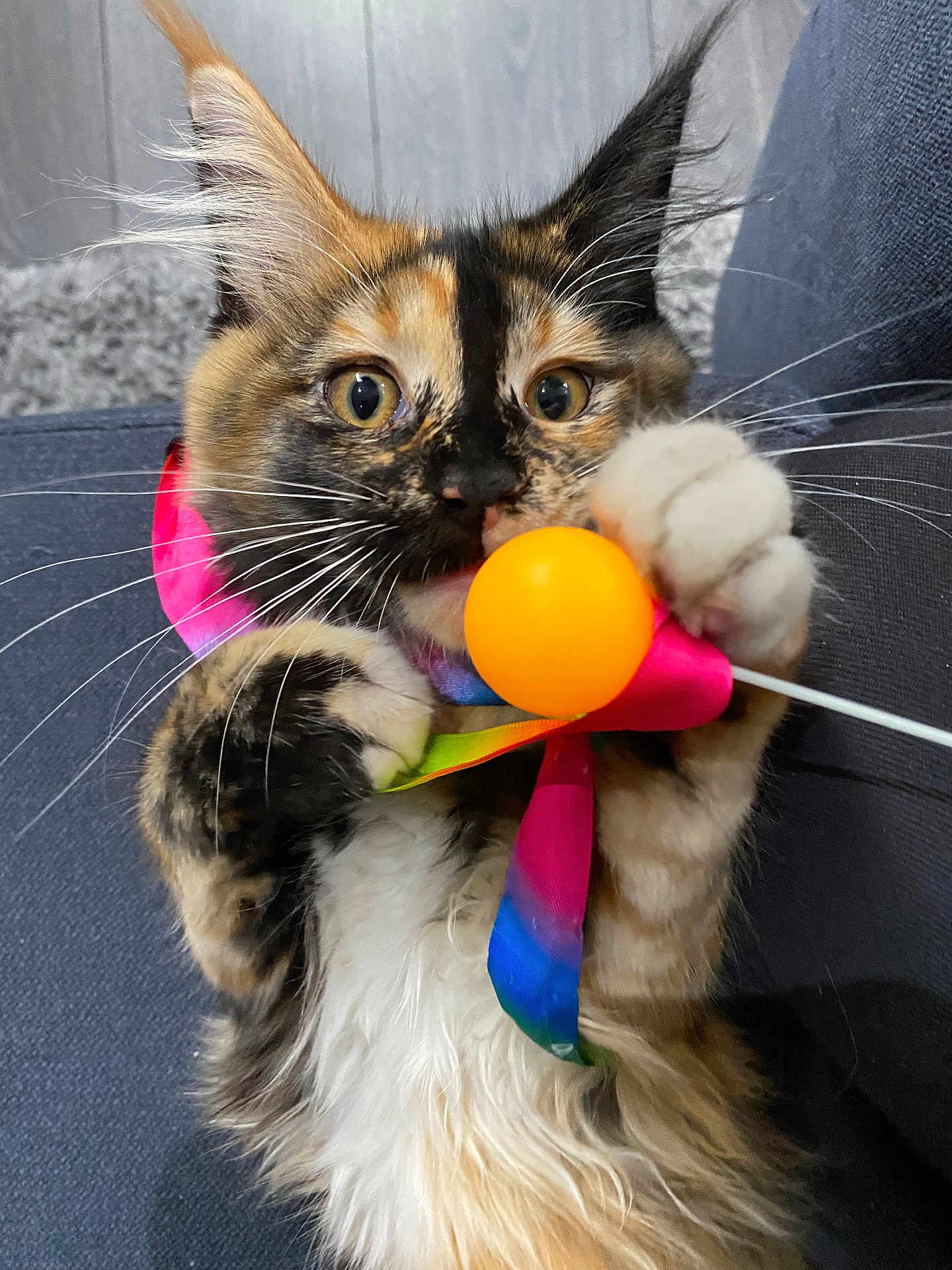 Maya participe au concours pour gagner de l'argent avec cette photo : cat, tortoiseshell, toy, orange_ball, paw, whiskers, indoor, closeup, playful, fur, colorful, fluffy, cute, pet, animal, kitten, curious, couch, ribbon, expression