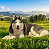 animal, black_and_white, blue_sky, canine, dog, grass, husky, landscape, long_fur, lying_down, meadow, mountains, nature, outdoors, pet, portrait, scenic, siberian_husky, sunny, wildflowers