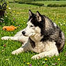 Lobo is registered to the contest to win money with this photo: animal, black_and_white, carrot_toy, dog, fluffy, garden, grass, husky, lying_down, meadow, nature, outdoors, pet, pointed_ears, profile, siberian_husky, summer, sunlight, toy, wildflowers