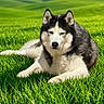 Lobo joined the competition — help win amazing prizes! animal, black_and_white, blue_sky, canine, clouds, dog, fluffy, fur, grass, green_field, husky, landscape, lying_down, meadow, nature, outdoors, pet, portrait, siberian_husky, sunlight