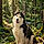 Lobo