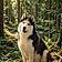 Lobo