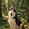 black_and_white, blue_eyes, canine, dog, fallen_branches, ferns, fluffy, forest, husky, moss, nature, outdoors, portrait, scenic, siberian_husky, sitting, stream, sunlight, trees, woodland