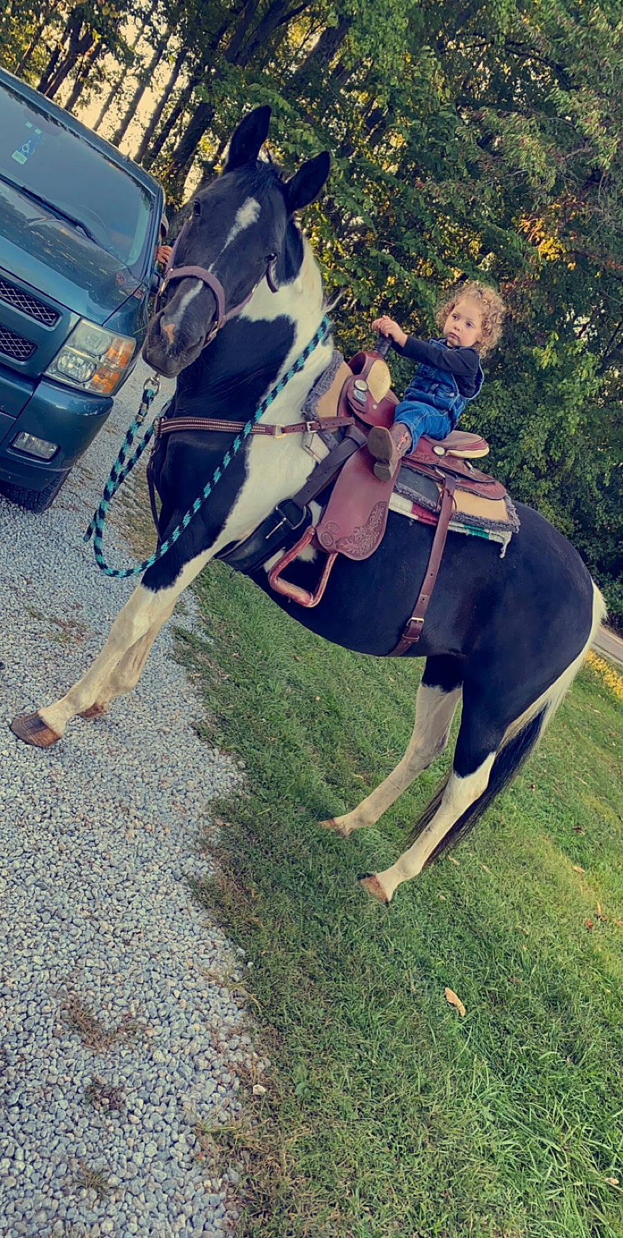 Montana joined the competition — help win amazing prizes! bridle, car, carnivore, companion_dog, dog, dog_breed, equestrianism, fawn, grass, horse_supplies, horse_tack, mane, person, plant, rein, saddle, tire, tree, vehicle, vehicle_registration_plate