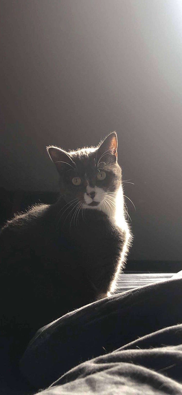 Suki