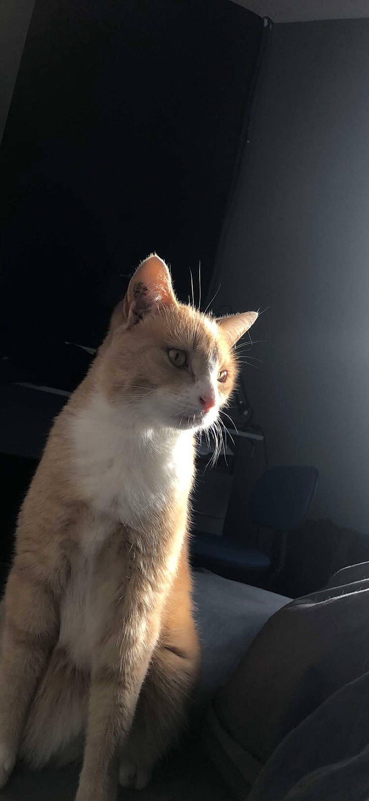 Simba