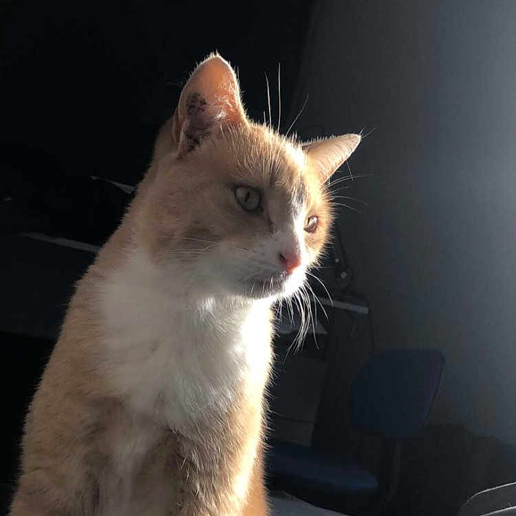 Simba