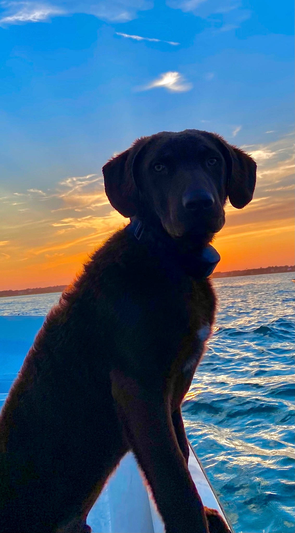 Fred is registered to the contest to win money with this photo: blue, carnivore, cloud, companion_dog, dog, dog_breed, dog_collar, electric_blue, fawn, gun_dog, hat, horizon, lake, landscape, personal_protective_equipment, sky, snout, sporting_group, water, working_animal