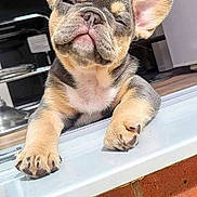 Guss joined the competition — help win amazing prizes! animal, brick_wall, closeup, cute, dog, ears, expression, face, french_bulldog, indoor, mammal, paw, pet, puppy, relaxed, sleepy, snout, sunlight, windowsill, young