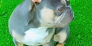 Guss is registered to the contest to win money with this photo: dog, french_bulldog, puppy, grass, outdoor, pet, canine, animal, ears, white_patch, side_view, young, cute, fur, mammal, alert, nature, greenery, small_dog, companion