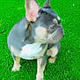 dog, french_bulldog, puppy, grass, outdoor, pet, canine, animal, ears, white_patch, side_view, young, cute, fur, mammal, alert, nature, greenery, small_dog, companion