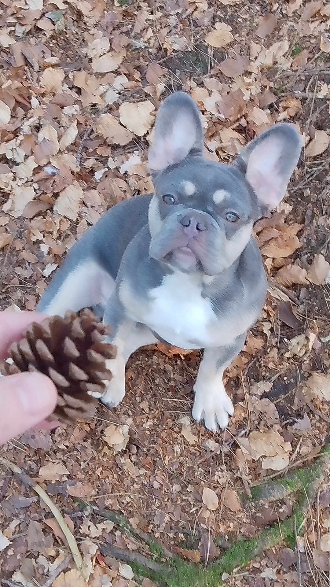 Guss joined the competition — help win amazing prizes! dog, french_bulldog, pinecone, autumn, leaves, forest_floor, brown, white, animal, pet, outdoor, nature, cute, ears, sitting, ground, fur, nose, paw, hand