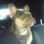 Guss joined the competition — help win amazing prizes! dog, french_bulldog, car, pet, animal, inside, seat, window, looking, ears, collar, portrait, side_view, canine, domestic_animal, fur, mammal, companion, transportation, vehicle_interior