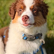 Hercules joined the competition — help win amazing prizes! dog, puppy, close_up, portrait, outdoor, grass, collar, leash, brown_and_white, fluffy, pink_nose, pet, canine, sunlight, animal, young_dog, cute, friendly, fur, nature