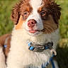dog, puppy, close_up, portrait, outdoor, grass, collar, leash, brown_and_white, fluffy, pink_nose, pet, canine, sunlight, animal, young_dog, cute, friendly, fur, nature