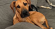 Ruby joined the competition — help win amazing prizes! dog, tan_dog, couch, grey_couch, cushions, blanket, indoor, pet, canine, relaxed, looking_at_camera, fur, ears, nose, paws, living_room, home, comfort, domestic_animal, laying_down