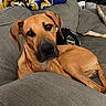 dog, tan_dog, couch, grey_couch, cushions, blanket, indoor, pet, canine, relaxed, looking_at_camera, fur, ears, nose, paws, living_room, home, comfort, domestic_animal, laying_down