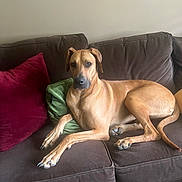 Ruby joined the competition — help win amazing prizes! dog, couch, brown, pillows, red_pillow, green_pillow, indoor, pet, relaxed, canine, fur, domestic_animal, animal, living_room, resting, portrait, seated, companion, calm, home