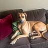 dog, couch, brown, pillows, red_pillow, green_pillow, indoor, pet, relaxed, canine, fur, domestic_animal, animal, living_room, resting, portrait, seated, companion, calm, home