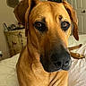 Ruby is registered to the contest to win money with this photo: dog, tan_dog, pet, bed, indoor, close_up, animal, canine, ears, eyes, nose, fur, portrait, furniture, mirror, dresser, home, relaxed, looking, resting