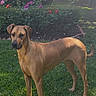Ruby is registered to the contest to win money with this photo: dog, brown_dog, grass, flower_bed, roses, greenery, outdoor, sunlight, garden, pet, animal, canine, nature, plant, summer, daylight, alert, standing, backyard, leaves
