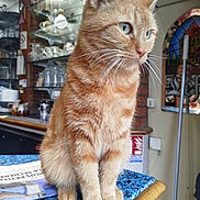 Pinocchio a rejoint le concours — aidez-le/la à gagner de superbes lots ! cat, closeup, countertop, curious, domestic_animal, feline, ginger_cat, glassware, home_interior, indoor, mammal, orange_fur, pet, portrait, reflection, shelf, stained_glass_window, table, whiskers, window