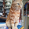 cat, closeup, countertop, curious, domestic_animal, feline, ginger_cat, glassware, home_interior, indoor, mammal, orange_fur, pet, portrait, reflection, shelf, stained_glass_window, table, whiskers, window