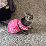 cat, tabby_cat, pink_dress, carpet, indoor, pet, curious, feline, animal, clothing, floor, bed, blanket, pattern, star_pattern, looking_up, domestic, cozy, cute, playful
