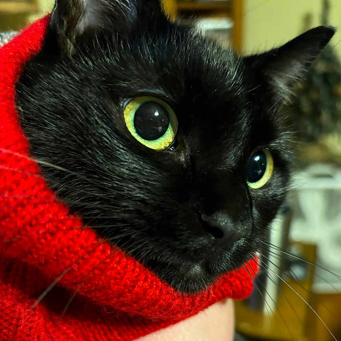 Binkyboo