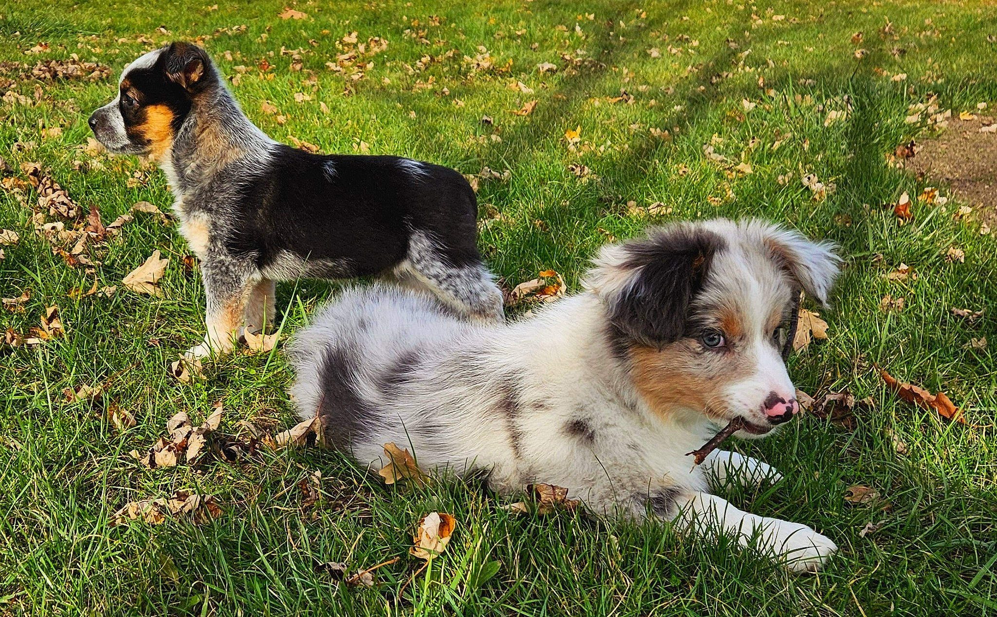 Korky joined the competition — help win amazing prizes! ancient_dog_breeds, canidae, carnivore, companion_dog, dog, dog_breed, fur, grass, herding_dog, plant, puppy, sporting_group, terrestrial_animal, toy_dog, working_animal, working_dog