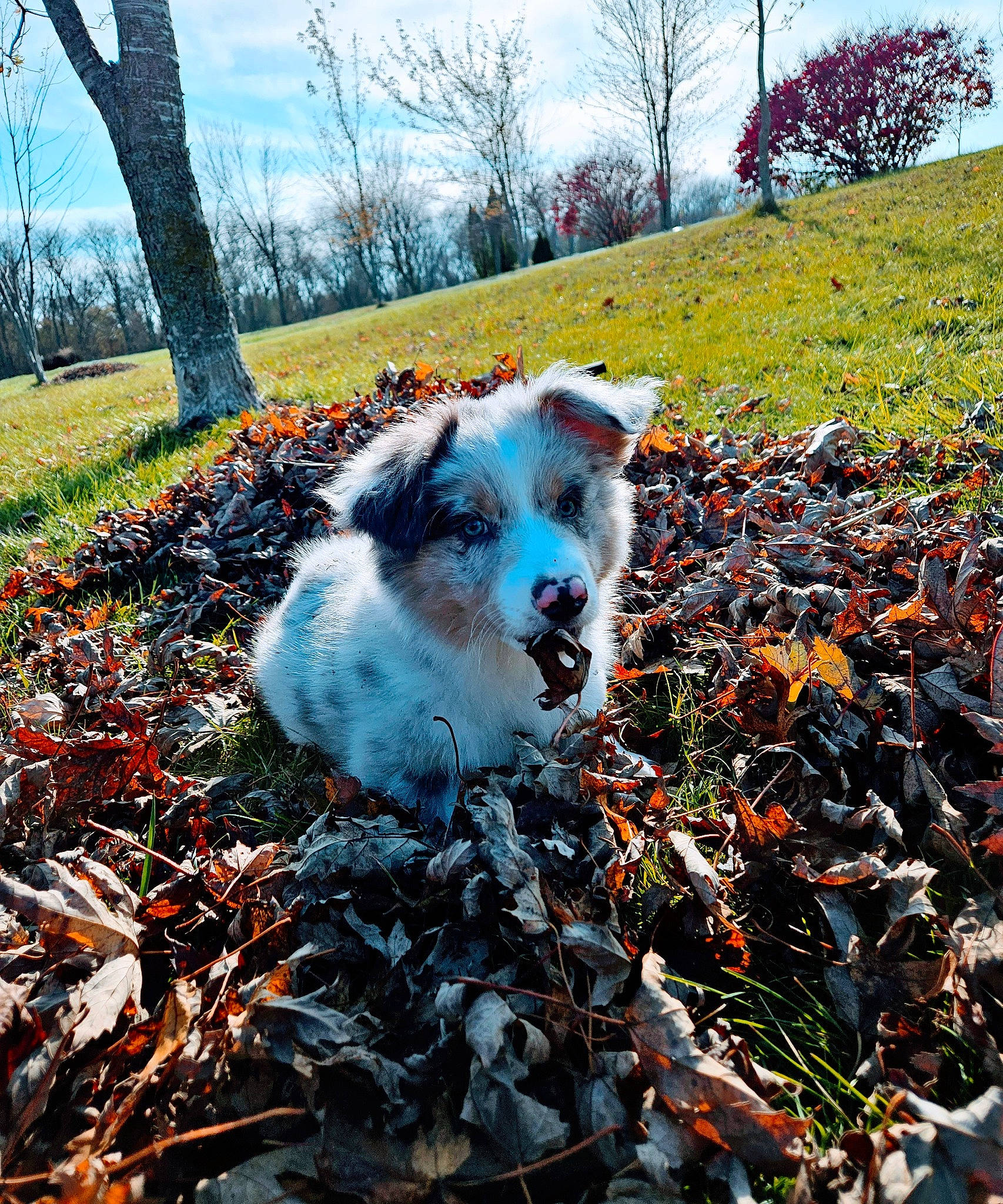 Korky joined the competition — help win amazing prizes! biome, carnivore, cloud, companion_dog, dog, dog_breed, fawn, grass, landscape, leaf, morning, natural_landscape, people_in_nature, plant, sky, sporting_group, sunlight, tree, vegetation, wood