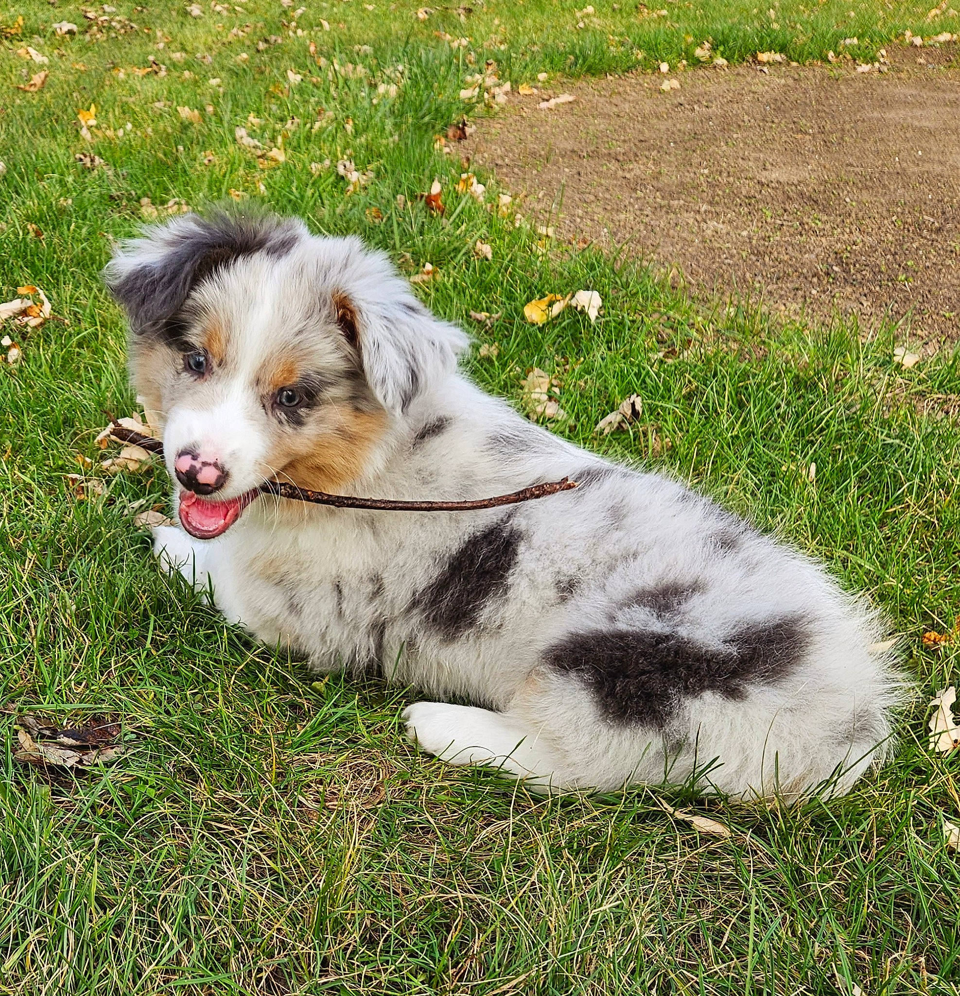 Korky joined the competition — help win amazing prizes! ancient_dog_breeds, canidae, carnivore, companion_dog, dog, dog_breed, fur, grass, groundcover, miniature_australian_shepherd, plant, sporting_group, tail, terrestrial_animal, whiskers, working_animal, working_dog
