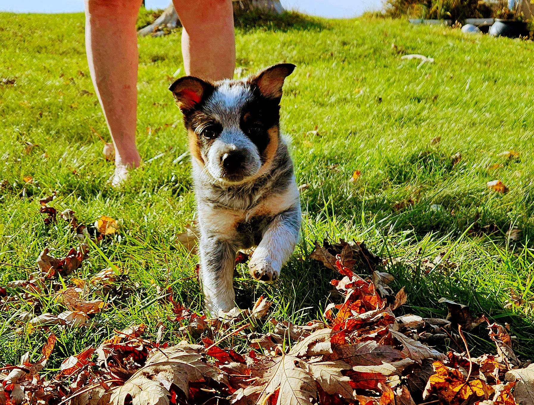 Navy is registered to the contest to win money with this photo: carnivore, companion_dog, dog, dog_breed, fawn, grass, grass_family, grassland, groundcover, human_leg, lawn, meadow, natural_landscape, people_in_nature, plant, shorts, snout, sporting_group, spring, terrestrial_animal