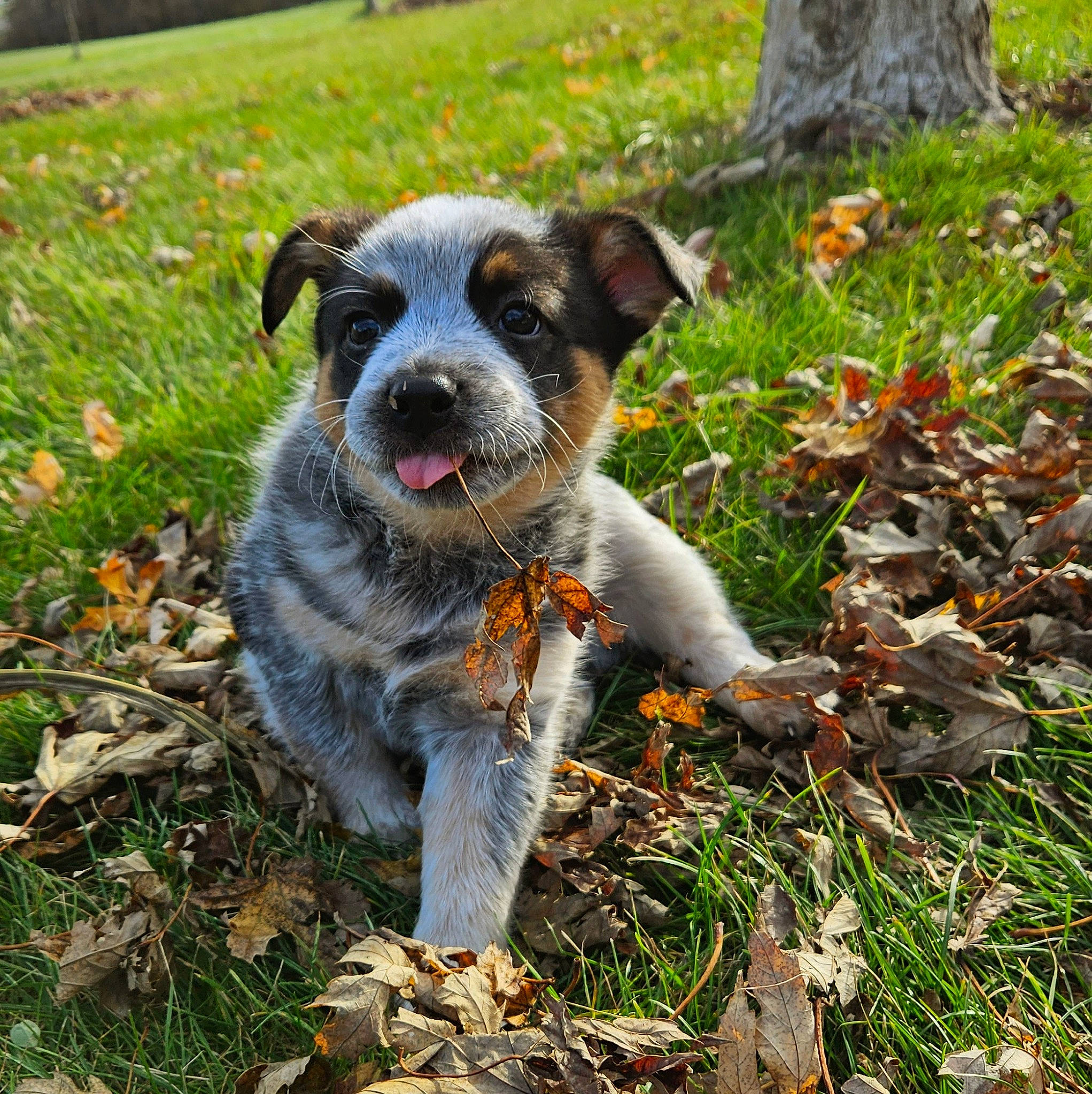 Navy is registered to the contest to win money with this photo: adventure, australian_cattle_dog, canidae, carnivore, companion_dog, dog, dog_breed, fawn, grass, groundcover, plant, snout, soil, sporting_group, tail, texas_heeler, tree, whiskers, working_animal, working_dog