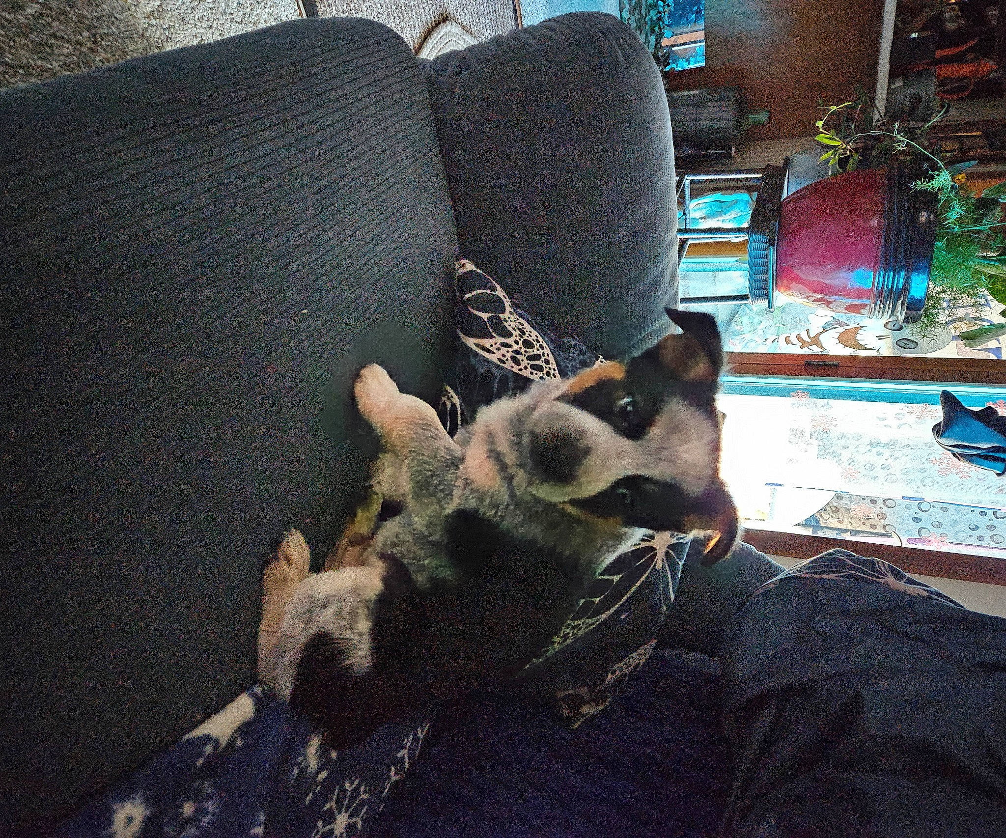 Navy joined the competition — help win amazing prizes! carnivore, comfort, companion_dog, couch, dog, dog_breed, domestic_short_haired_cat, fawn, felidae, fur, linens, living_room, paw, room, small_to_medium_sized_cats, snout, tail, terrestrial_animal, whiskers, window