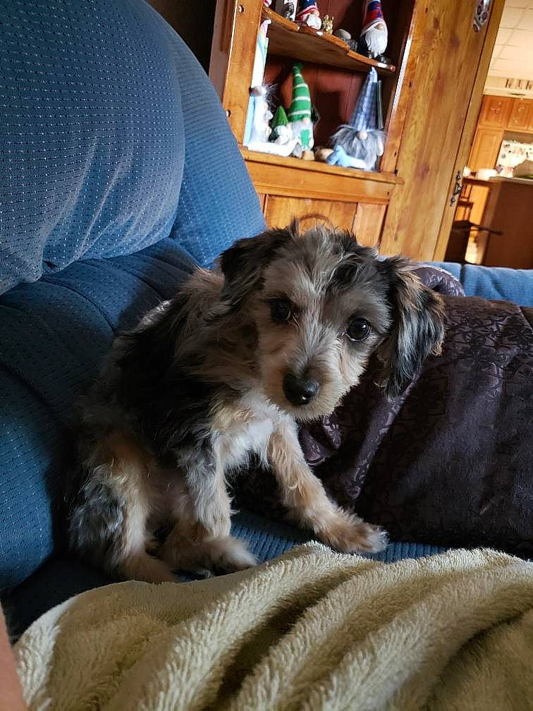 Blue joined the competition — help win amazing prizes! canidae, carnivore, chair, comfort, companion_dog, couch, dog, dog_breed, fawn, fur, hardwood, nap, paw, picture_frame, room, sporting_group, terrier, toy_dog, wood, working_animal