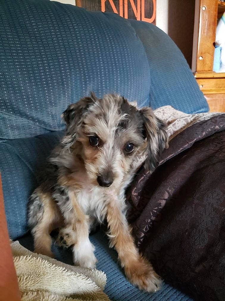 Blue is registered to the contest to win money with this photo: cabinetry, canidae, carnivore, comfort, companion_dog, couch, dog, dog_breed, dog_supply, fur, lamp, picture_frame, puppy, schnauzer, small_terrier, snout, sporting_group, terrier, toy_dog, working_animal