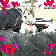 Abby a rejoint le concours — aidez-le/la à gagner de superbes lots ! animal, background, canine, collar, curious, cute, daylight, dog, fence, fluffy, grass, heart_graphics, leash, nature, outdoor, park, pet, playful, sitting, tire