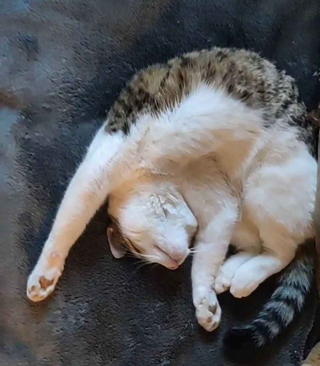 Chouki participe au concours pour gagner de l'argent avec cette photo : canidae, carnivore, cat, cat_supply, claw, comfort, dog_breed, domestic_short_haired_cat, fawn, felidae, fur, nap, paw, sleep, small_to_medium_sized_cats, sporting_group, tail, terrestrial_animal, whiskers, wood