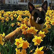 Aika participe au concours pour gagner de l'argent avec cette photo : animal, background, building, canine, daffodil, dog, fence, field, flower, garden, greenery, nature, outdoor, peaceful, pet, plant, portrait, spring, sunlight, yellow